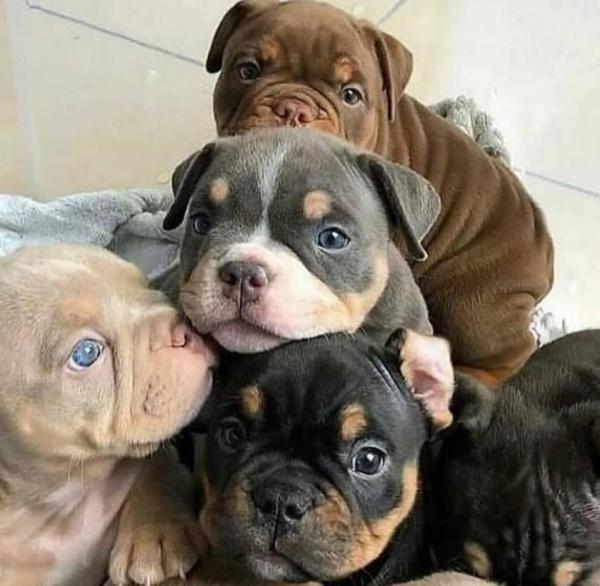 Chú chó Pit Bull dũng cảm cắn tã lót lôi em bé ra khỏi đám cháy Chú chó Pit Bull dũng cảm cắn tã lót lôi em bé ra khỏi đám cháy