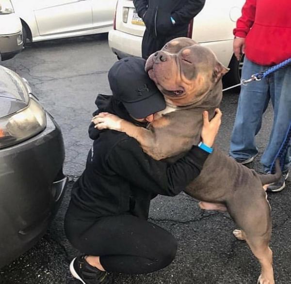Chú chó Pit Bull dũng cảm cắn tã lót lôi em bé ra khỏi đám cháy Chú chó Pit Bull dũng cảm cắn tã lót lôi em bé ra khỏi đám cháy