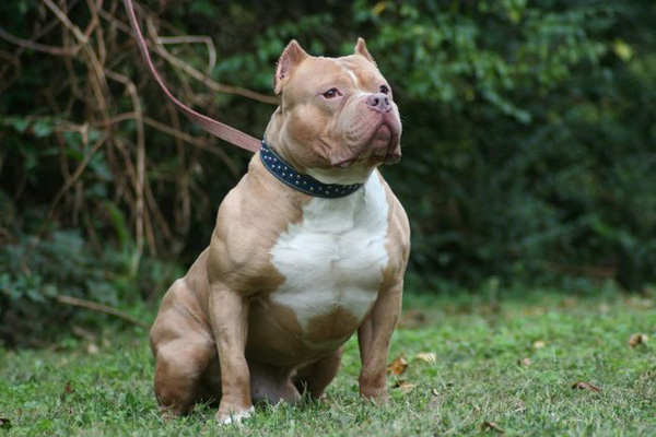Chú chó Pit Bull dũng cảm cắn tã lót lôi em bé ra khỏi đám cháy Chú chó Pit Bull dũng cảm cắn tã lót lôi em bé ra khỏi đám cháy