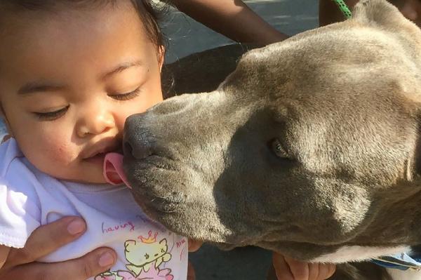 Chú chó Pit Bull dũng cảm cắn tã lót lôi em bé ra khỏi đám cháy Chú chó Pit Bull dũng cảm cắn tã lót lôi em bé ra khỏi đám cháy