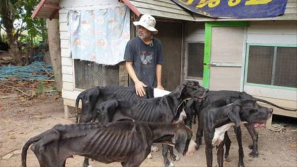Nhà vua Thái Lan lệnh giải cứu và tìm người nhận nuôi đàn chó chỉ còn da bọc xương vì bị chủ bỏ rơi Nhà vua Thái Lan lệnh giải cứu và tìm người nhận nuôi đàn chó chỉ còn da bọc xương vì bị chủ bỏ rơi