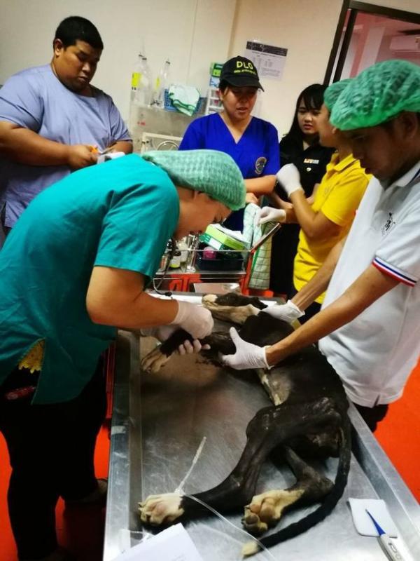 Nhà vua Thái Lan lệnh giải cứu và tìm người nhận nuôi đàn chó chỉ còn da bọc xương vì bị chủ bỏ rơi Nhà vua Thái Lan lệnh giải cứu và tìm người nhận nuôi đàn chó chỉ còn da bọc xương vì bị chủ bỏ rơi