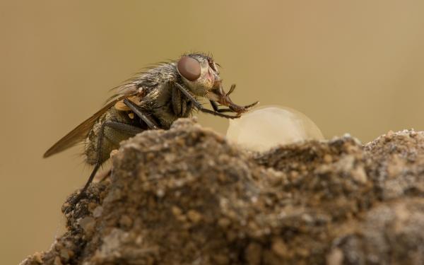 Rùng rợn như phim kinh dị: Điều gì sẽ xảy ra nếu một thi thể bị phân hủy tự nhiên? Rùng rợn như phim kinh dị: Điều gì sẽ xảy ra nếu một thi thể bị phân hủy tự nhiên?