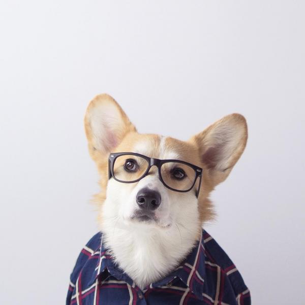'Corgi siêu vòng ba' đắt show quảng cáo không thua gì Kim Kardashian 'Corgi siêu vòng ba' đắt show quảng cáo không thua gì Kim Kardashian