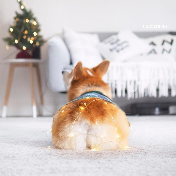 'Corgi siêu vòng ba' đắt show quảng cáo không thua gì Kim Kardashian 'Corgi siêu vòng ba' đắt show quảng cáo không thua gì Kim Kardashian