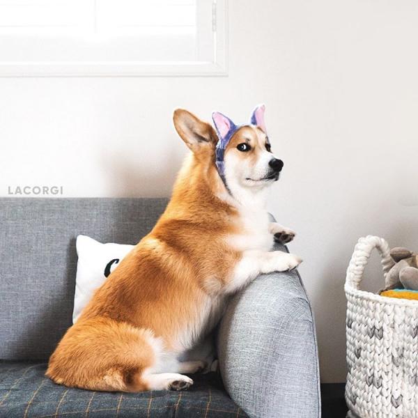 'Corgi siêu vòng ba' đắt show quảng cáo không thua gì Kim Kardashian 'Corgi siêu vòng ba' đắt show quảng cáo không thua gì Kim Kardashian