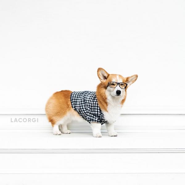 'Corgi siêu vòng ba' đắt show quảng cáo không thua gì Kim Kardashian 'Corgi siêu vòng ba' đắt show quảng cáo không thua gì Kim Kardashian