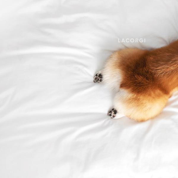 'Corgi siêu vòng ba' đắt show quảng cáo không thua gì Kim Kardashian 'Corgi siêu vòng ba' đắt show quảng cáo không thua gì Kim Kardashian