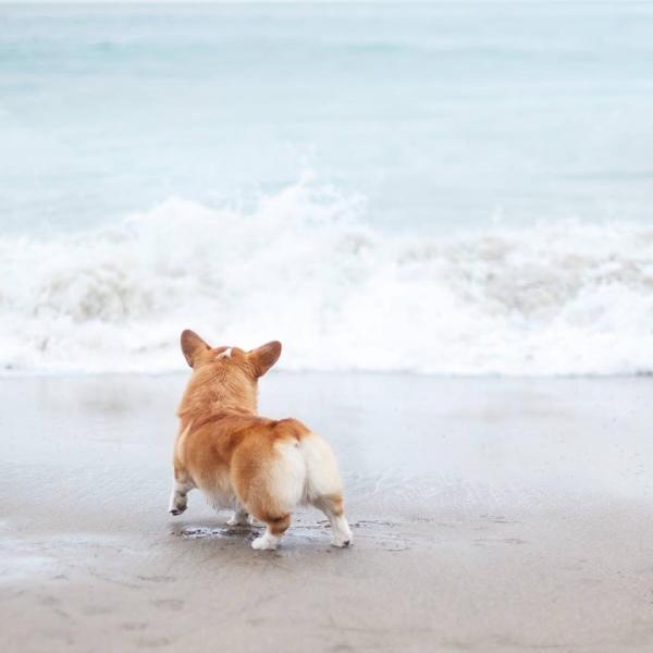 'Corgi siêu vòng ba' đắt show quảng cáo không thua gì Kim Kardashian 'Corgi siêu vòng ba' đắt show quảng cáo không thua gì Kim Kardashian
