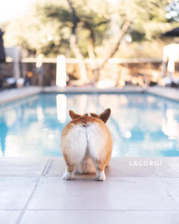 'Corgi siêu vòng ba' đắt show quảng cáo không thua gì Kim Kardashian 'Corgi siêu vòng ba' đắt show quảng cáo không thua gì Kim Kardashian