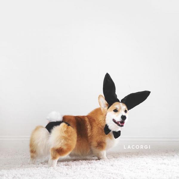 'Corgi siêu vòng ba' đắt show quảng cáo không thua gì Kim Kardashian 'Corgi siêu vòng ba' đắt show quảng cáo không thua gì Kim Kardashian