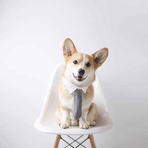 'Corgi siêu vòng ba' đắt show quảng cáo không thua gì Kim Kardashian 'Corgi siêu vòng ba' đắt show quảng cáo không thua gì Kim Kardashian