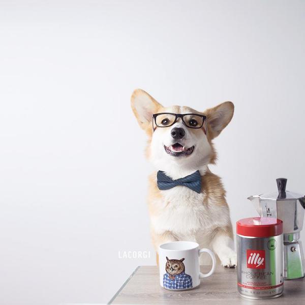 'Corgi siêu vòng ba' đắt show quảng cáo không thua gì Kim Kardashian 'Corgi siêu vòng ba' đắt show quảng cáo không thua gì Kim Kardashian