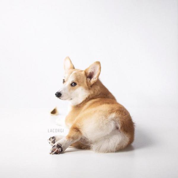 'Corgi siêu vòng ba' đắt show quảng cáo không thua gì Kim Kardashian 'Corgi siêu vòng ba' đắt show quảng cáo không thua gì Kim Kardashian