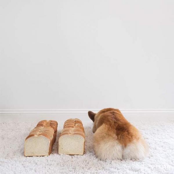 'Corgi siêu vòng ba' đắt show quảng cáo không thua gì Kim Kardashian 'Corgi siêu vòng ba' đắt show quảng cáo không thua gì Kim Kardashian