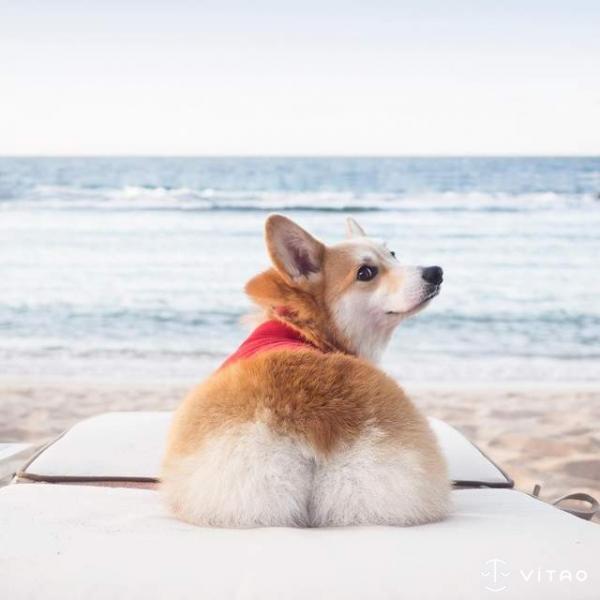 'Corgi siêu vòng ba' đắt show quảng cáo không thua gì Kim Kardashian 'Corgi siêu vòng ba' đắt show quảng cáo không thua gì Kim Kardashian