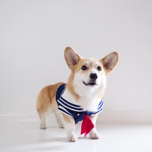'Corgi siêu vòng ba' đắt show quảng cáo không thua gì Kim Kardashian 'Corgi siêu vòng ba' đắt show quảng cáo không thua gì Kim Kardashian