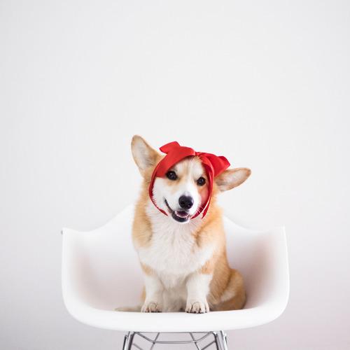 'Corgi siêu vòng ba' đắt show quảng cáo không thua gì Kim Kardashian 'Corgi siêu vòng ba' đắt show quảng cáo không thua gì Kim Kardashian