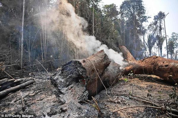 Dân bản địa Brazil gào khóc khi rừng Amazon cháy lớn: 'Họ giết chết sông ngòi và nhấn chìm chúng tôi trong biển lửa' Dân bản địa Brazil gào khóc khi rừng Amazon cháy lớn: 'Họ giết chết sông ngòi và nhấn chìm chúng tôi trong biển lửa'