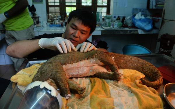 Nhu cầu tiêu thụ vảy tê tê ở Trung Quốc và Việt Nam tăng mạnh, liệu tê tê có đang đối diện với nguy cơ tuyệt chủng? Nhu cầu tiêu thụ vảy tê tê ở Trung Quốc và Việt Nam tăng mạnh, liệu tê tê có đang đối diện với nguy cơ tuyệt chủng?