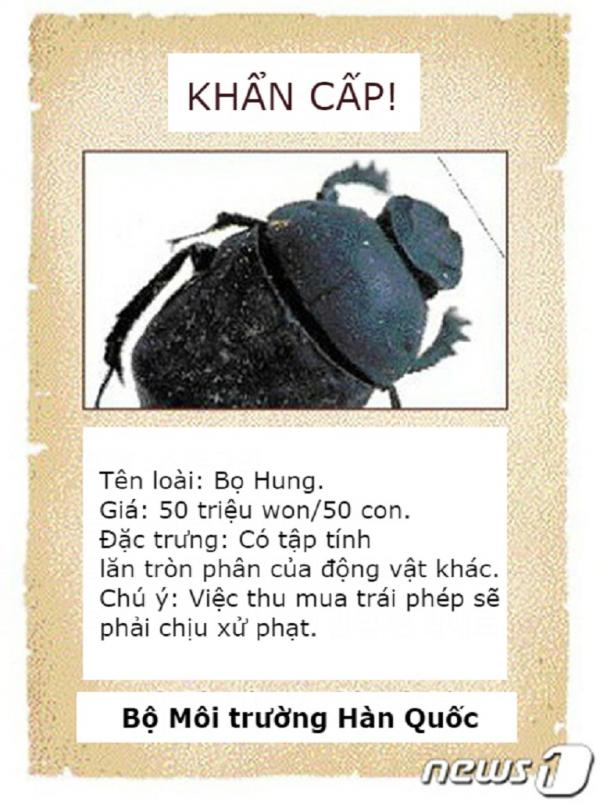 Bọ hung ngày càng hiếm, Hàn Quốc phải cử đội săn bắt sang tận nước ngoài tìm kiếm Bọ hung ngày càng hiếm, Hàn Quốc phải cử đội săn bắt sang tận nước ngoài tìm kiếm