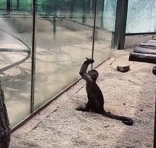 Chú khỉ thông minh tự mài đá, đập cửa kính để trốn thoát khỏi sở thú Chú khỉ thông minh tự mài đá, đập cửa kính để trốn thoát khỏi sở thú