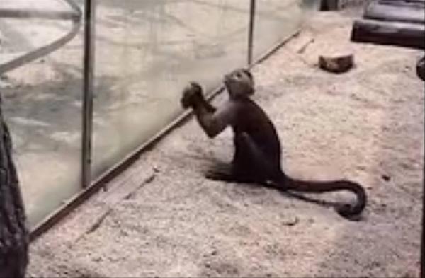 Chú khỉ thông minh tự mài đá, đập cửa kính để trốn thoát khỏi sở thú Chú khỉ thông minh tự mài đá, đập cửa kính để trốn thoát khỏi sở thú