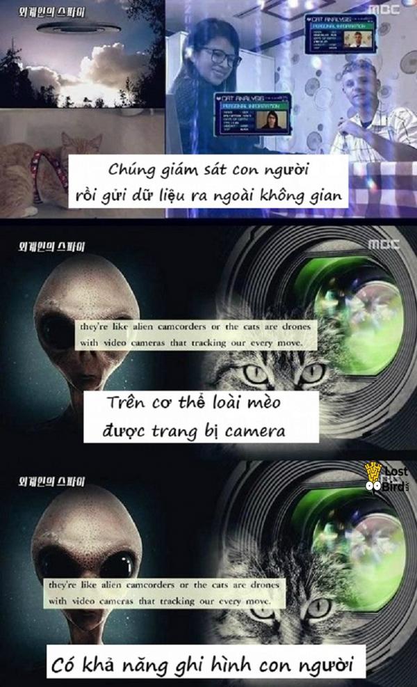 Loạt bằng chứng thuyết phục cho thấy mèo là gián điệp của người ngoài hành tinh Loạt bằng chứng thuyết phục cho thấy mèo là gián điệp của người ngoài hành tinh