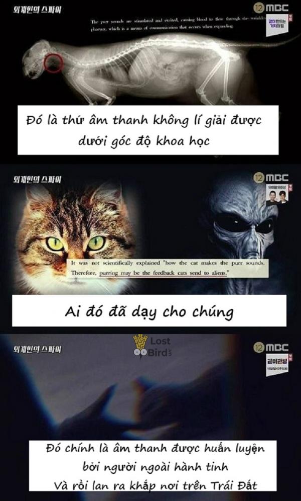 Loạt bằng chứng thuyết phục cho thấy mèo là gián điệp của người ngoài hành tinh Loạt bằng chứng thuyết phục cho thấy mèo là gián điệp của người ngoài hành tinh