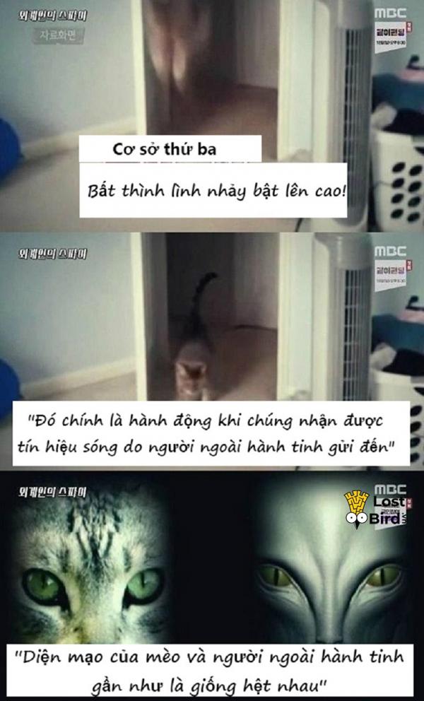 Loạt bằng chứng thuyết phục cho thấy mèo là gián điệp của người ngoài hành tinh Loạt bằng chứng thuyết phục cho thấy mèo là gián điệp của người ngoài hành tinh
