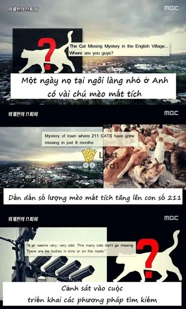 Loạt bằng chứng thuyết phục cho thấy mèo là gián điệp của người ngoài hành tinh Loạt bằng chứng thuyết phục cho thấy mèo là gián điệp của người ngoài hành tinh