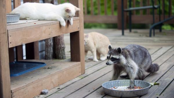 Muốn nuôi Raccoon dễ thương? Hãy nghĩ lại đi vì lũ gấu mèo này rất nguy hiểm! Muốn nuôi Raccoon dễ thương? Hãy nghĩ lại đi vì lũ gấu mèo này rất nguy hiểm!