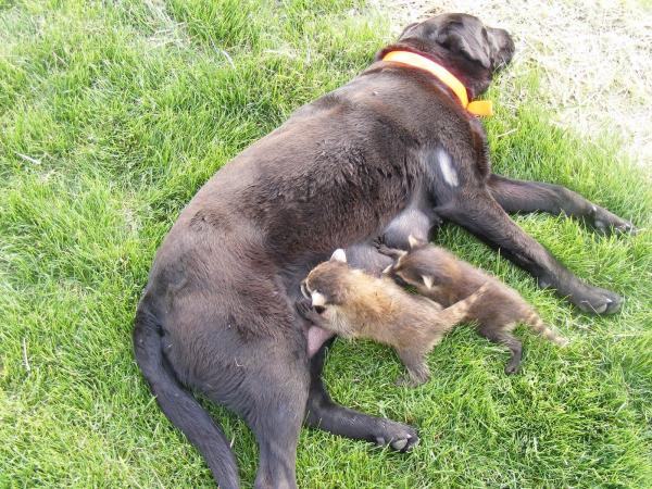 Muốn nuôi Raccoon dễ thương? Hãy nghĩ lại đi vì lũ gấu mèo này rất nguy hiểm! Muốn nuôi Raccoon dễ thương? Hãy nghĩ lại đi vì lũ gấu mèo này rất nguy hiểm!