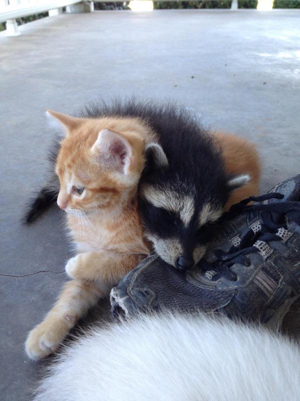 Muốn nuôi Raccoon dễ thương? Hãy nghĩ lại đi vì lũ gấu mèo này rất nguy hiểm! Muốn nuôi Raccoon dễ thương? Hãy nghĩ lại đi vì lũ gấu mèo này rất nguy hiểm!