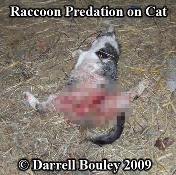 Muốn nuôi Raccoon dễ thương? Hãy nghĩ lại đi vì lũ gấu mèo này rất nguy hiểm! Muốn nuôi Raccoon dễ thương? Hãy nghĩ lại đi vì lũ gấu mèo này rất nguy hiểm!