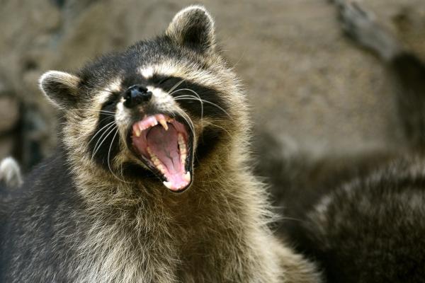 Muốn nuôi Raccoon dễ thương? Hãy nghĩ lại đi vì lũ gấu mèo này rất nguy hiểm! Muốn nuôi Raccoon dễ thương? Hãy nghĩ lại đi vì lũ gấu mèo này rất nguy hiểm!