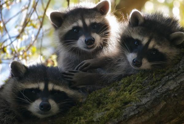 Muốn nuôi Raccoon dễ thương? Hãy nghĩ lại đi vì lũ gấu mèo này rất nguy hiểm! Muốn nuôi Raccoon dễ thương? Hãy nghĩ lại đi vì lũ gấu mèo này rất nguy hiểm!