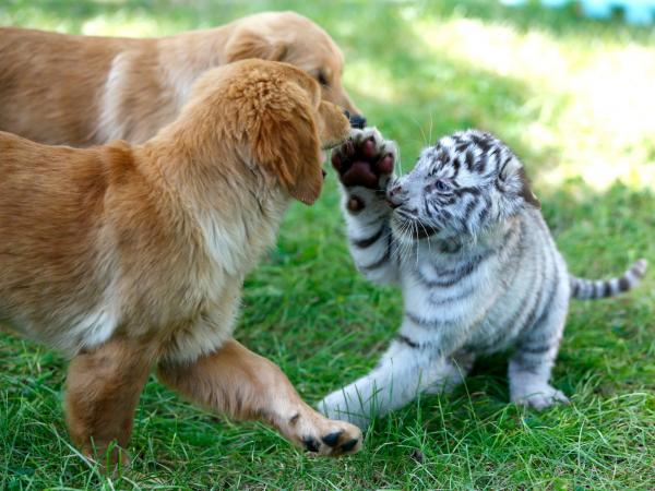 Những loài động vật khác nhau vẫn có thể trở thành đôi bạn thân thiết lạ kỳ Những loài động vật khác nhau vẫn có thể trở thành đôi bạn thân thiết lạ kỳ