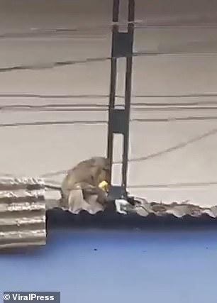 Khỉ bắt giữ mèo làm con tin rồi thản nhiên ăn chuối trên mái nhà Khỉ bắt giữ mèo làm con tin rồi thản nhiên ăn chuối trên mái nhà