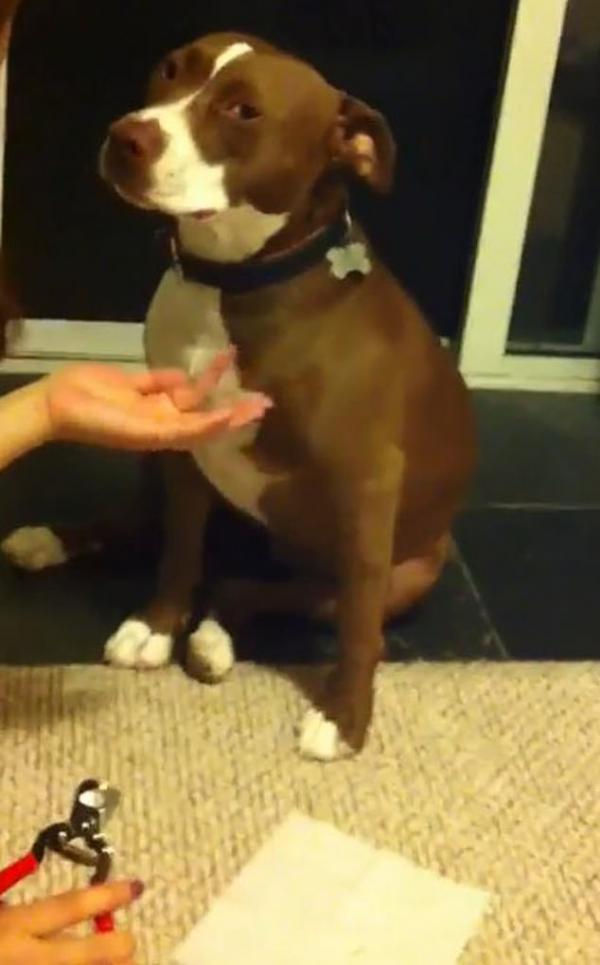 Chú chó Pitbull giả vờ ngất xỉu mỗi khi được chủ cắt móng chân Chú chó Pitbull giả vờ ngất xỉu mỗi khi được chủ cắt móng chân