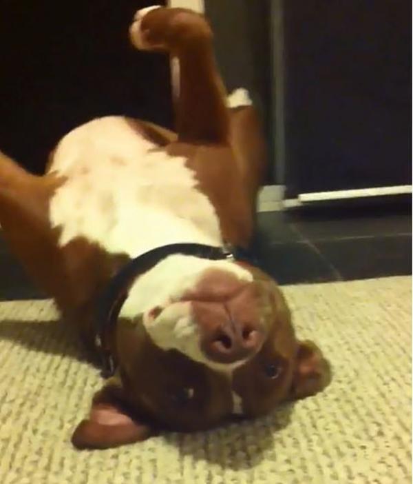 Chú chó Pitbull giả vờ ngất xỉu mỗi khi được chủ cắt móng chân Chú chó Pitbull giả vờ ngất xỉu mỗi khi được chủ cắt móng chân