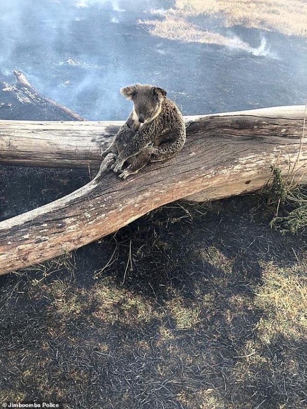 Koala mẹ bị bỏng lưng khi lấy thân che chắn cho con trong cơn bão lửa càn quét nước Úc Koala mẹ bị bỏng lưng khi lấy thân che chắn cho con trong cơn bão lửa càn quét nước Úc