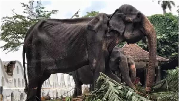 Có ít nhất 17 người bị thương sau khi một con voi 'hóa điên' tại buổi lễ diễu hành ở Sri Lanka Có ít nhất 17 người bị thương sau khi một con voi 'hóa điên' tại buổi lễ diễu hành ở Sri Lanka