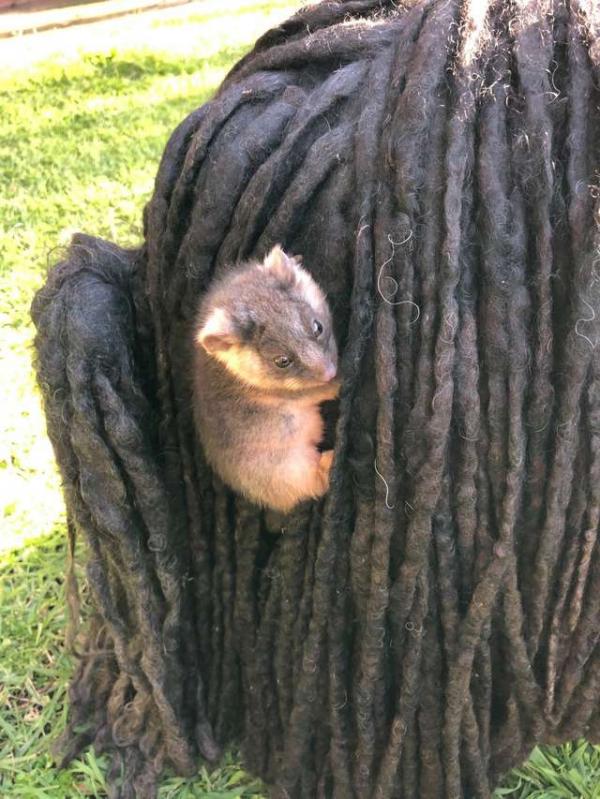 Bé possum bám vào lông chú chó Puli để 'quá giang' Bé possum bám vào lông chú chó Puli để 'quá giang'