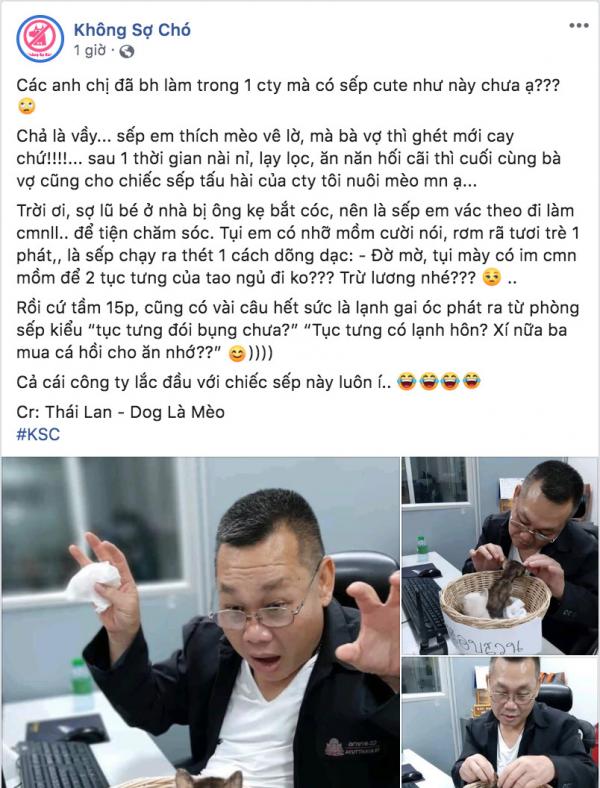 Sếp cưng mèo đến mức mang vào văn phòng chăm sóc khiến nhân viên cười thầm vì quá đáng yêu Sếp cưng mèo đến mức mang vào văn phòng chăm sóc khiến nhân viên cười thầm vì quá đáng yêu