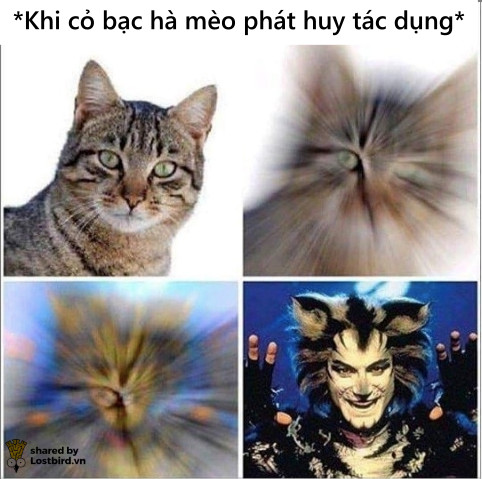 Loạt meme hài hước chỉ những người nuôi mèo mới hiểu Loạt meme hài hước chỉ những người nuôi mèo mới hiểu