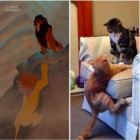Loạt meme hài hước chỉ những người nuôi mèo mới hiểu Loạt meme hài hước chỉ những người nuôi mèo mới hiểu