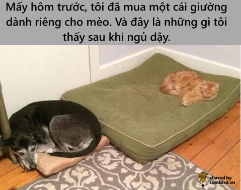 Loạt meme hài hước chỉ những người nuôi mèo mới hiểu Loạt meme hài hước chỉ những người nuôi mèo mới hiểu