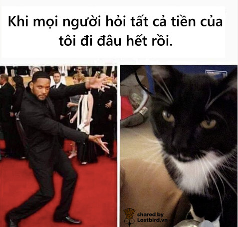 Loạt meme hài hước chỉ những người nuôi mèo mới hiểu Loạt meme hài hước chỉ những người nuôi mèo mới hiểu