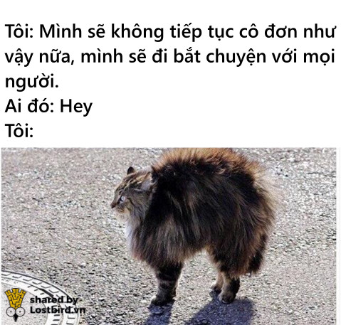 Loạt meme hài hước chỉ những người nuôi mèo mới hiểu Loạt meme hài hước chỉ những người nuôi mèo mới hiểu